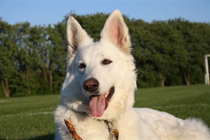 Hvid schæfer Attila billede 3