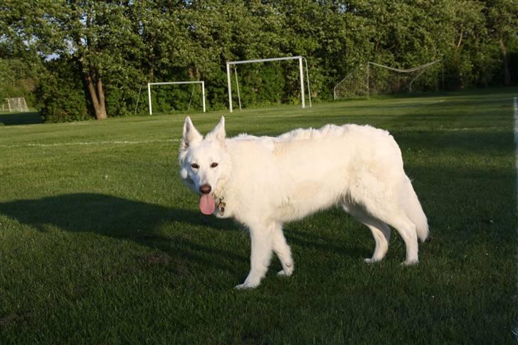 Hvid schæfer Attila billede 4