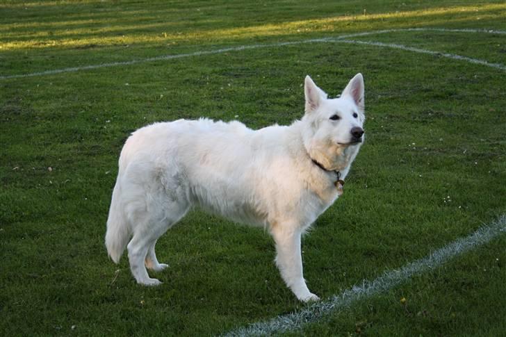 Hvid schæfer Attila billede 5