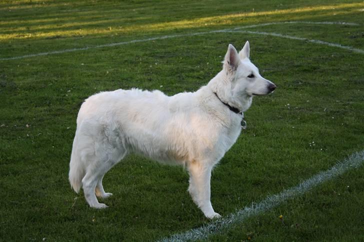 Hvid schæfer Attila billede 6