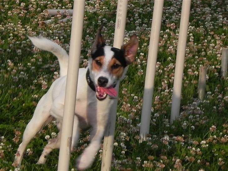Dansk svensk gaardhund Choppi - Choppi lærte slalom på 12 pinde på ca 2 mdr . billede 16