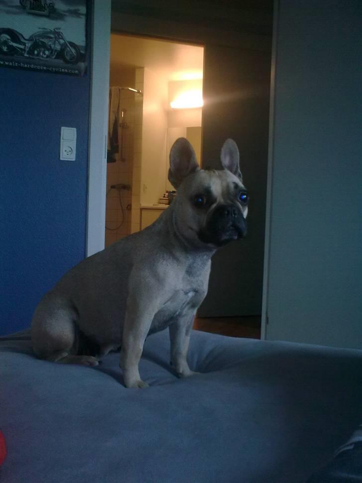 Fransk bulldog Mercedes billede 7