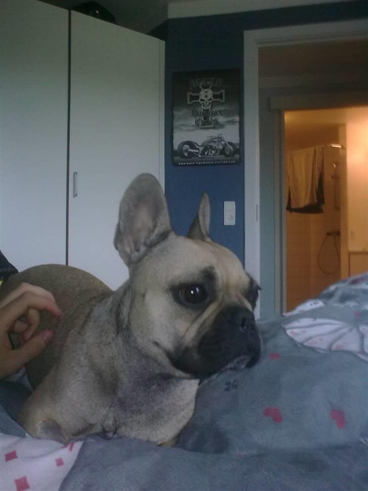 Fransk bulldog Mercedes - Man er vel lidt fin :) billede 8