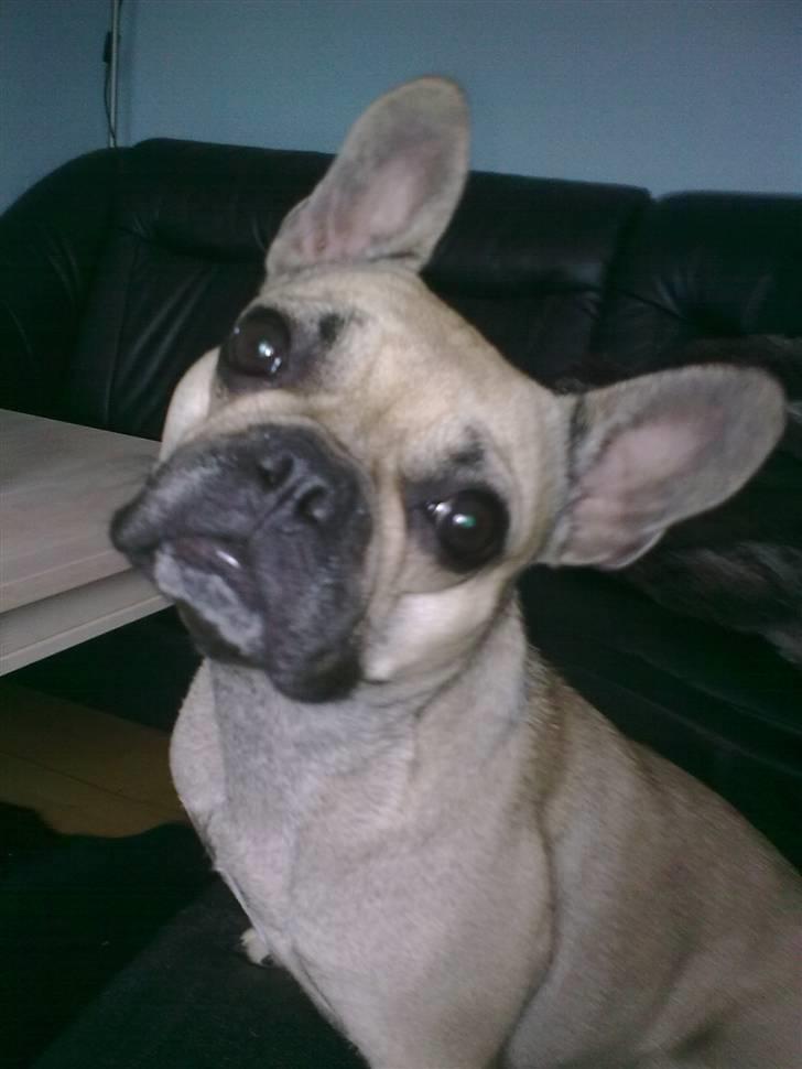 Fransk bulldog Mercedes - Hvad er det ? Jeg lytter... billede 9