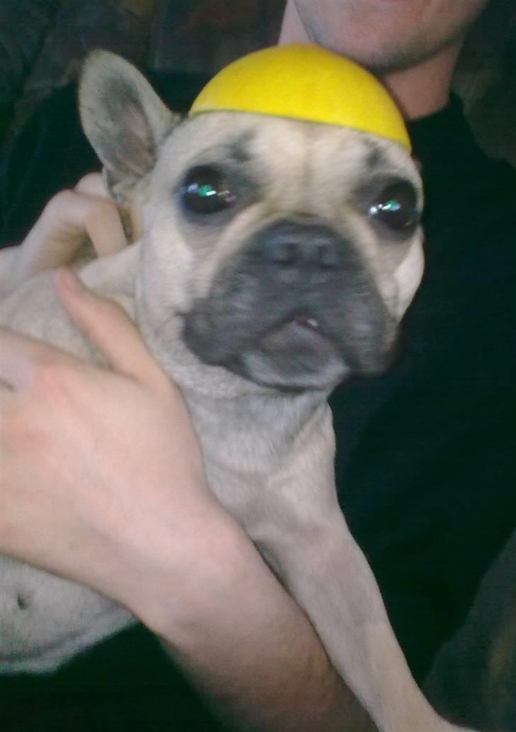 Fransk bulldog Mercedes - Tjek lige min nye hat :) er den ikke fed !! billede 10