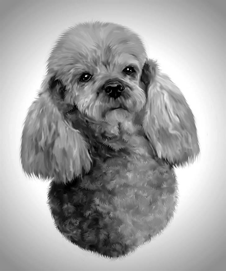 Dværgpuddel Tine *himmelhund* - Her er Tine.................min smukke lille himmeldronning.......... billede 2