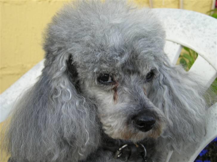 Dværgpuddel Tine *himmelhund* - Smukke Tinemor..........vores lille himmeldronning.  billede 1