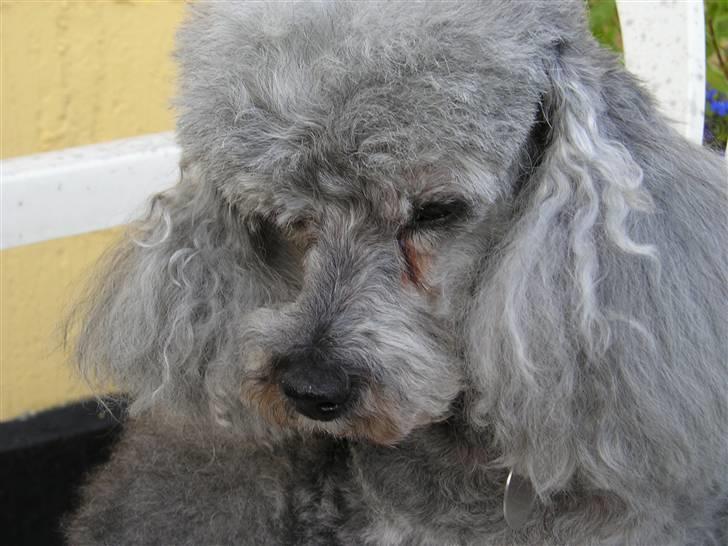 Dværgpuddel Tine *himmelhund* billede 3