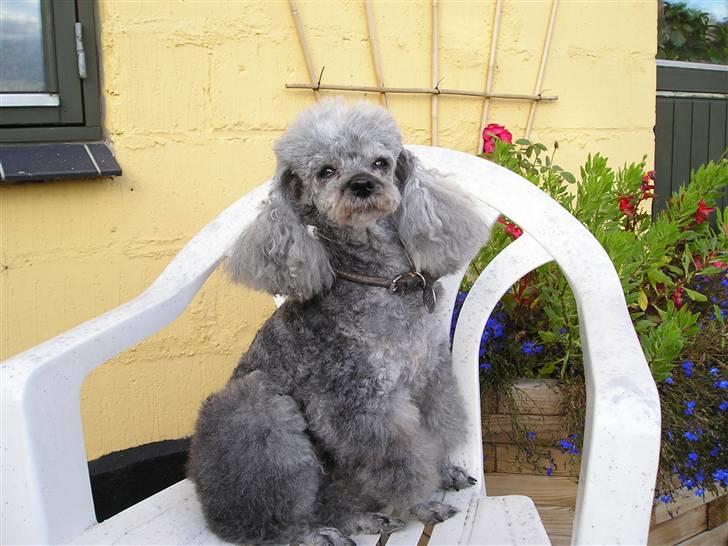 Dværgpuddel Tine *himmelhund* - smuk og lige gjort i stand............. billede 4