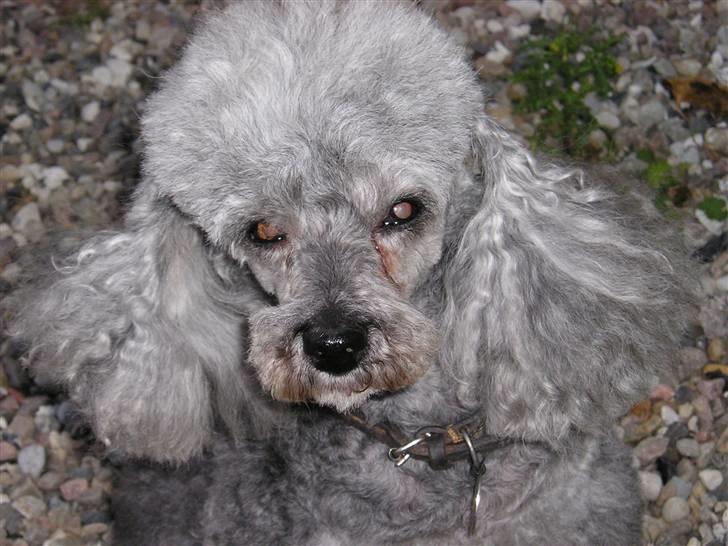 Dværgpuddel Tine *himmelhund* - smukke Tine billede 5