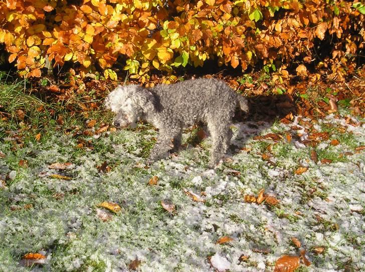 Dværgpuddel Tine *himmelhund* - Tin i sit livs efterår......15 år gammel.  billede 6