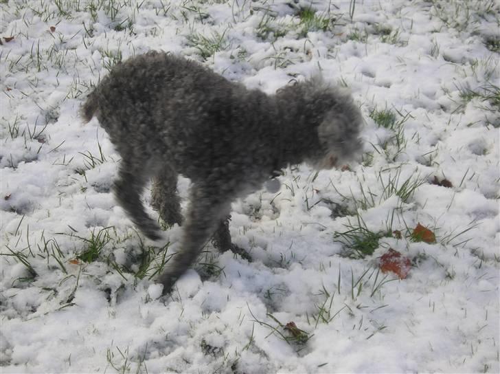 Dværgpuddel Tine *himmelhund* - Tnes sidste vinter med sne............ billede 7