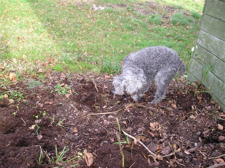 Dværgpuddel Tine *himmelhund* billede 8