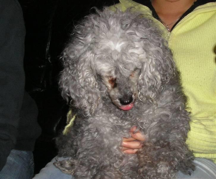 Dværgpuddel Tine *himmelhund* - Det sidste billed af Tine mor knapt 16 år gammel.  billede 9