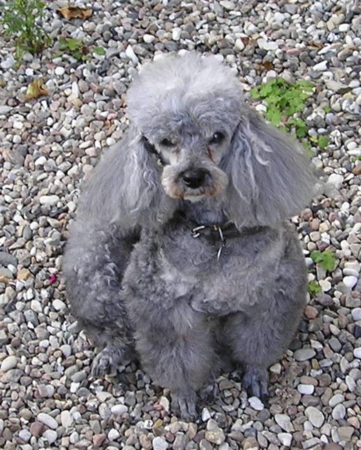 Dværgpuddel Tine *himmelhund* billede 11