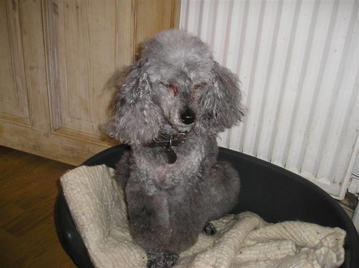 Dværgpuddel Tine *himmelhund* billede 12