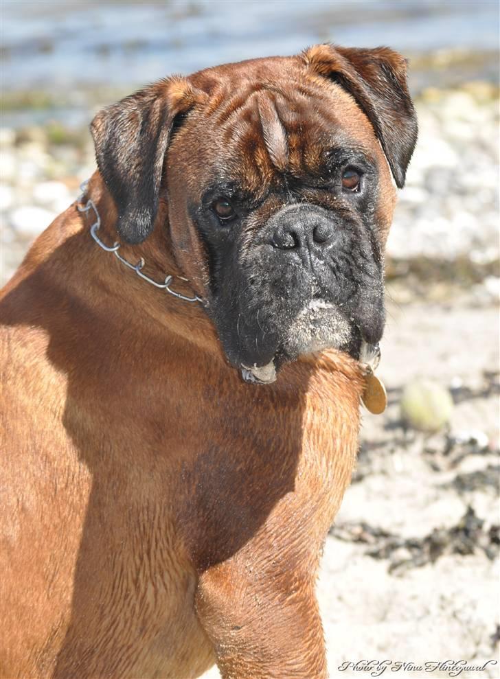 Boxer Hearts of Hope´s (Lennox) billede 1