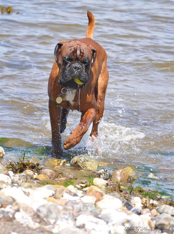 Boxer Hearts of Hope´s (Lennox) billede 2