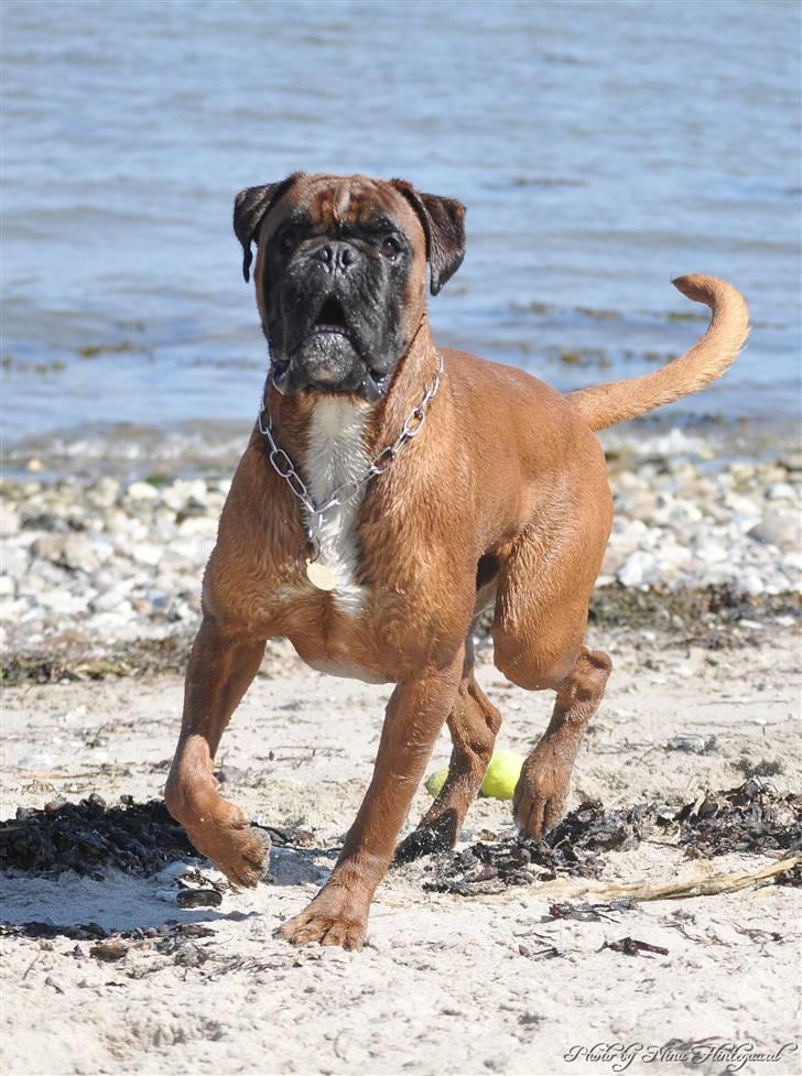 Boxer Hearts of Hope´s (Lennox) billede 3