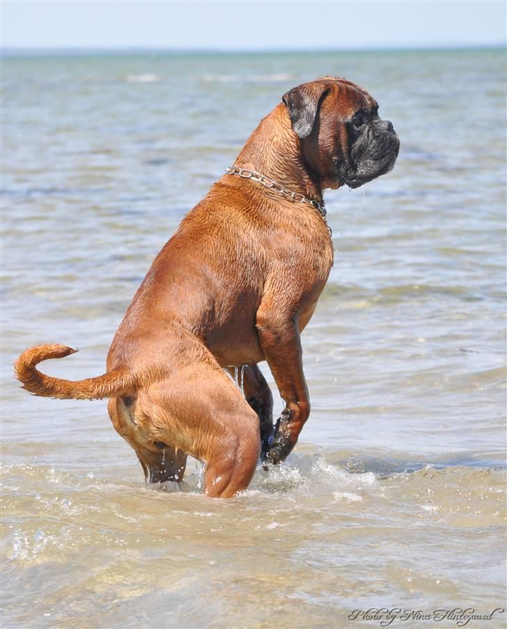 Boxer Hearts of Hope´s (Lennox) billede 4