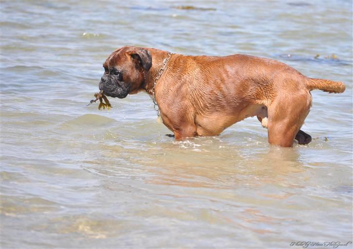 Boxer Hearts of Hope´s (Lennox) billede 5