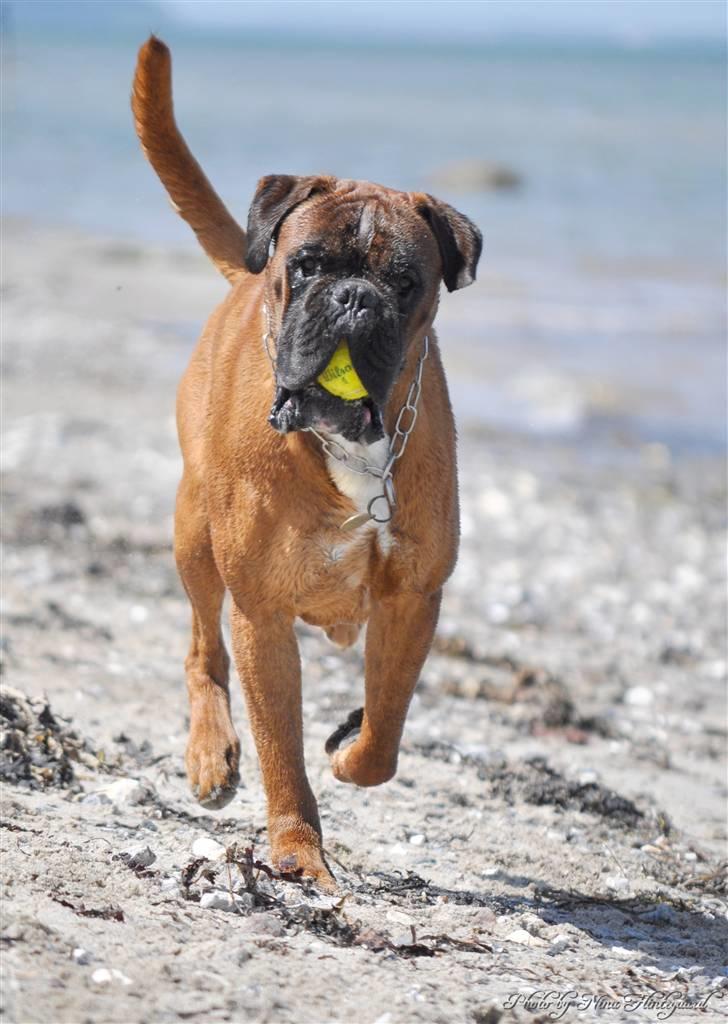 Boxer Hearts of Hope´s (Lennox) billede 6