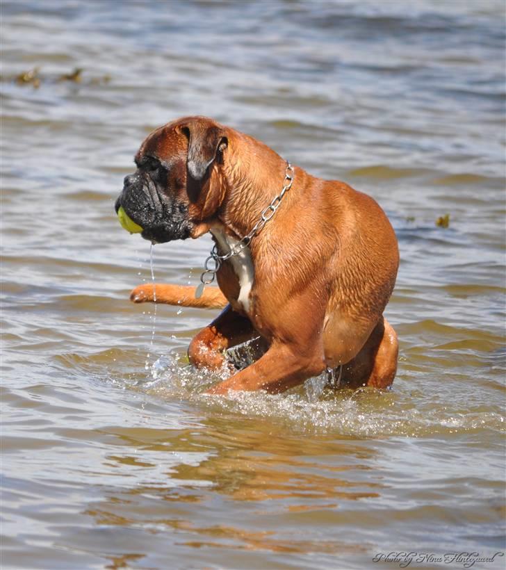 Boxer Hearts of Hope´s (Lennox) billede 7