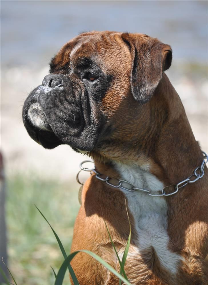 Boxer Hearts of Hope´s (Lennox) billede 8