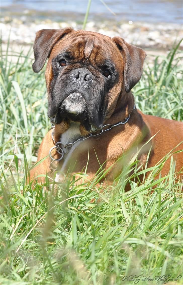 Boxer Hearts of Hope´s (Lennox) billede 9