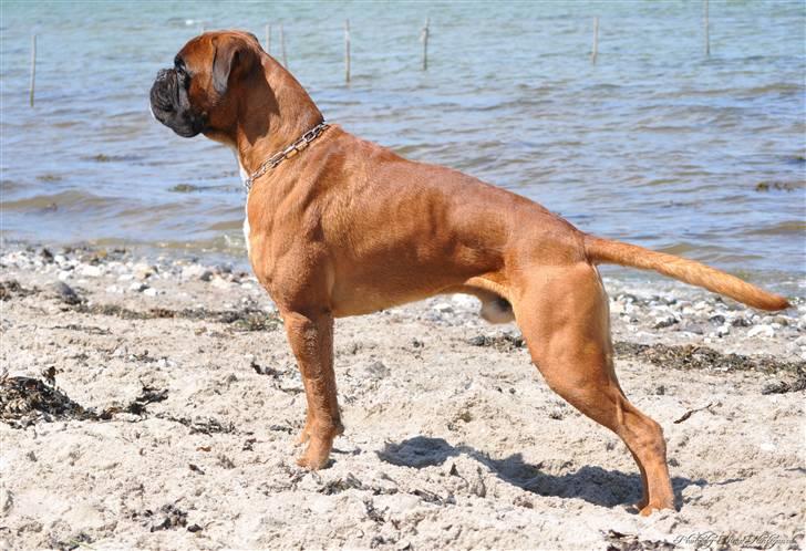 Boxer Hearts of Hope´s (Lennox) billede 10