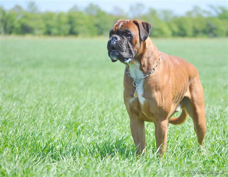 Boxer Hearts of Hope´s (Lennox) billede 11