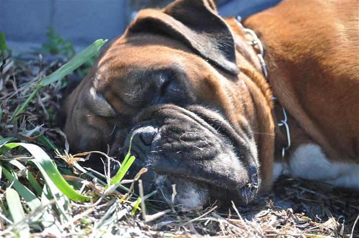 Boxer Hearts of Hope´s (Lennox) billede 12