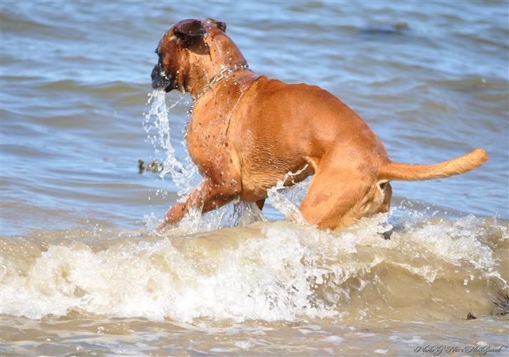 Boxer Hearts of Hope´s (Lennox) billede 13