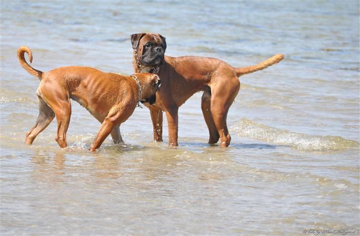 Boxer Hearts of Hope´s (Lennox) billede 14