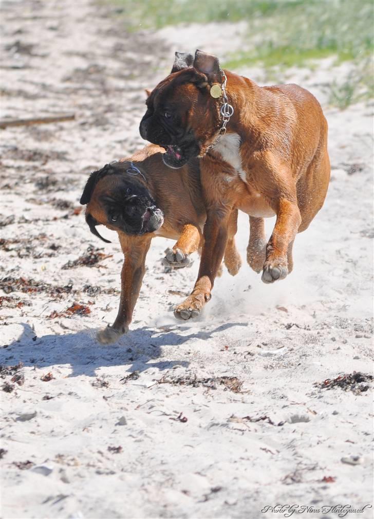 Boxer Hearts of Hope´s (Lennox) billede 15