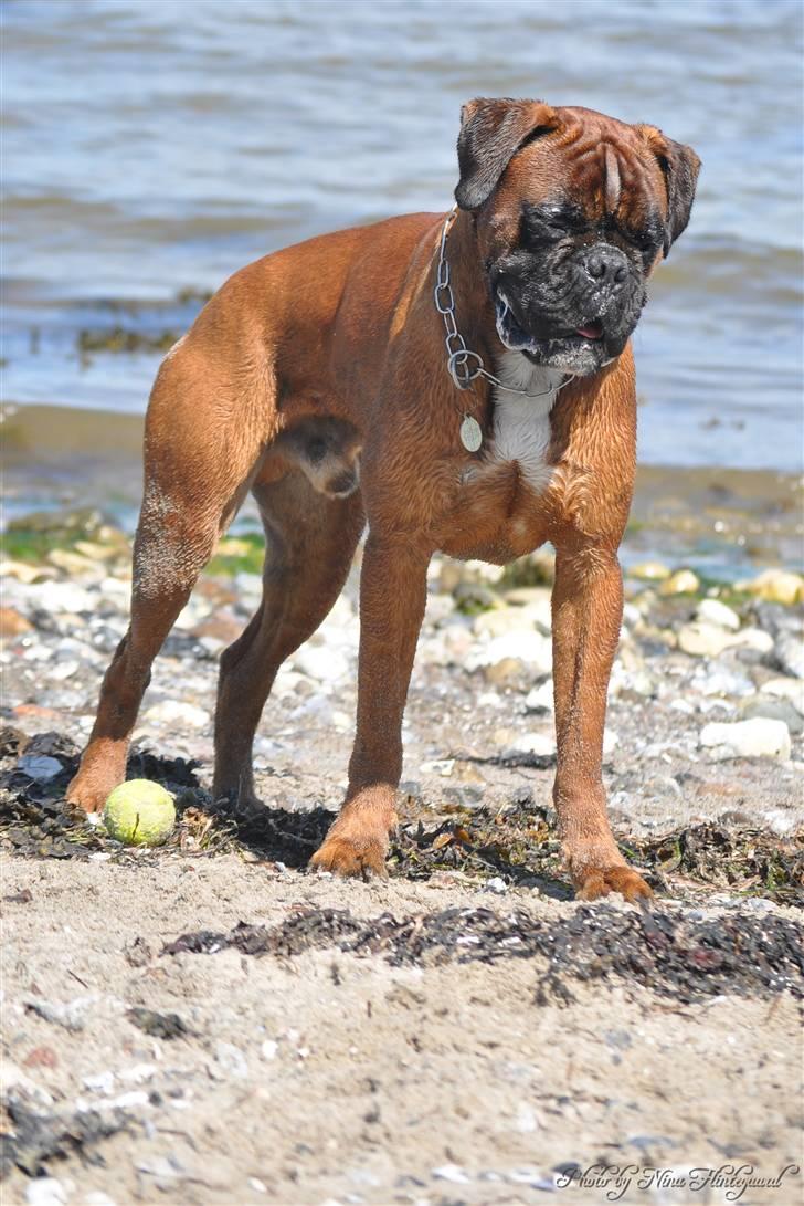 Boxer Hearts of Hope´s (Lennox) billede 16