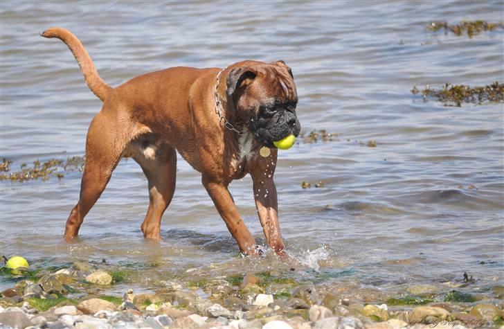 Boxer Hearts of Hope´s (Lennox) billede 17