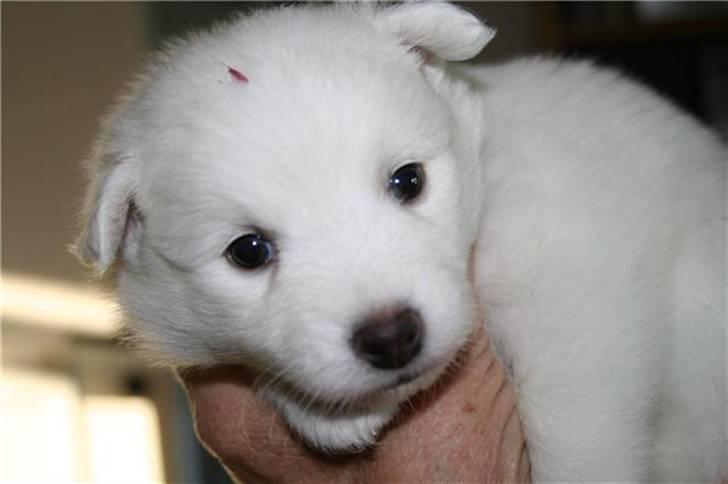 Japansk spids Malou billede 1