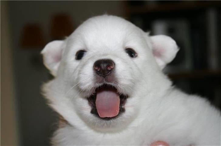 Japansk spids Malou billede 2