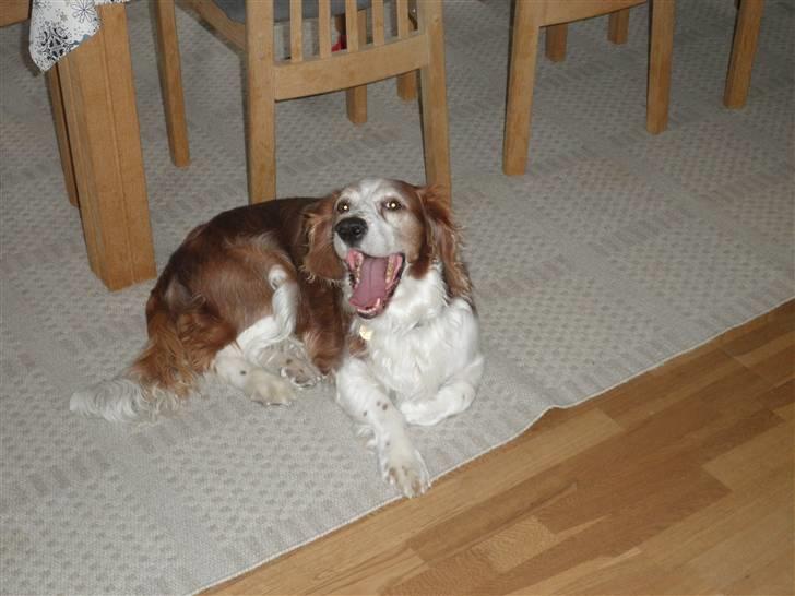 Welsh springer spaniel NIkko billede 3