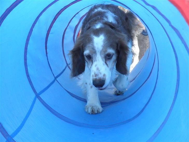 Welsh springer spaniel NIkko billede 4