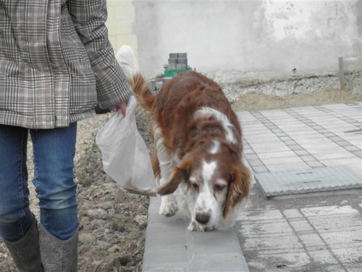 Welsh springer spaniel NIkko billede 5
