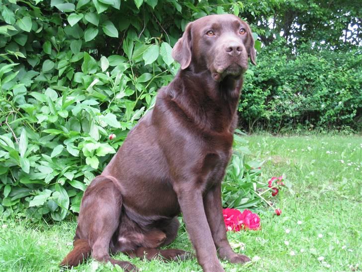 Labrador retriever Juccie - Velkommen til Juccies profil :o) billede 1