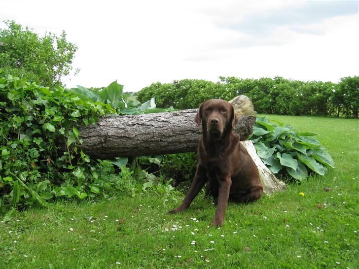 Labrador retriever Juccie billede 2