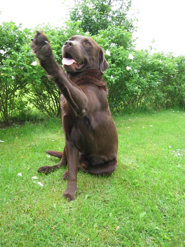 Labrador retriever Juccie billede 6