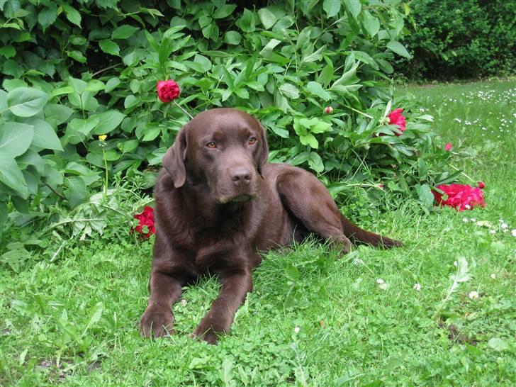 Labrador retriever Juccie billede 7