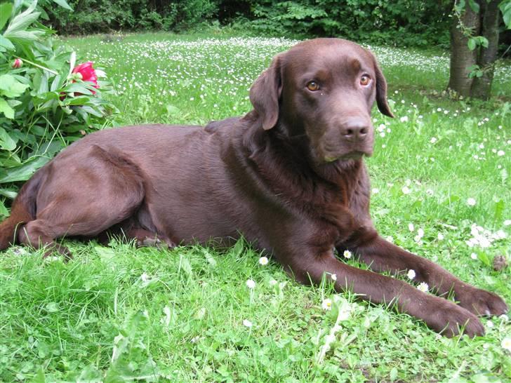 Labrador retriever Juccie billede 8