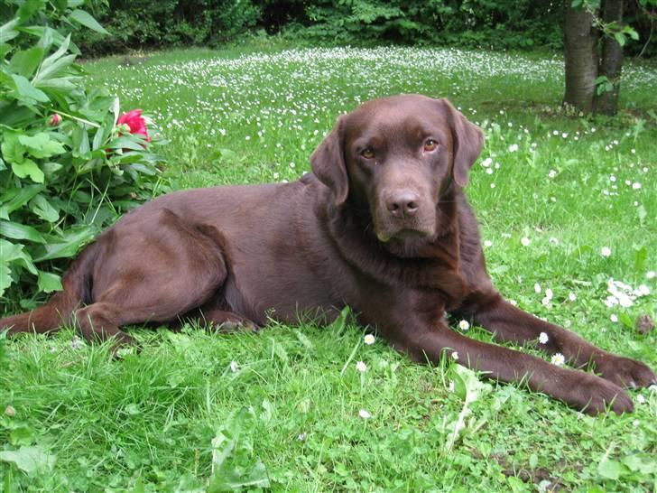 Labrador retriever Juccie billede 9