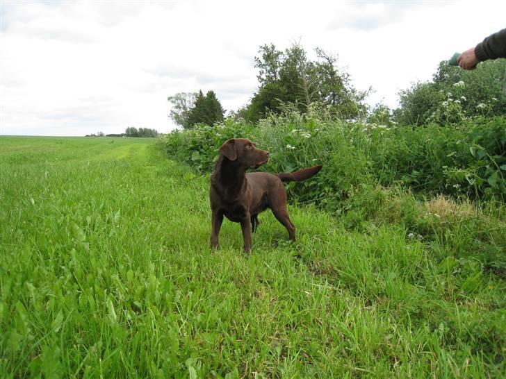 Labrador retriever Juccie billede 11