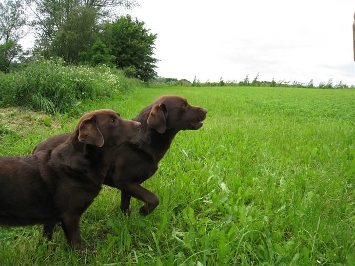 Labrador retriever Juccie - Juccie er længst væk i billedet, forrest står moderen - Choko billede 12